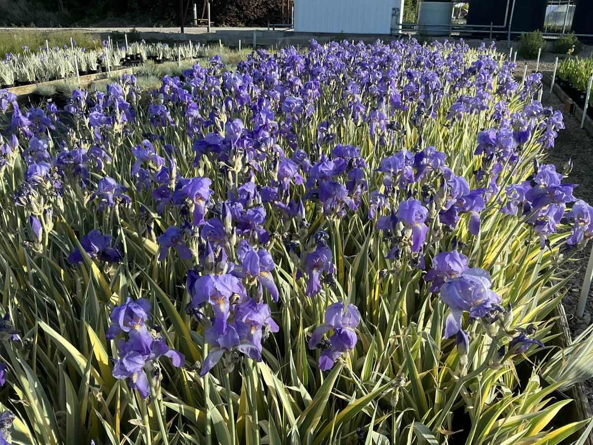 Golden Variegated Sweet Iris