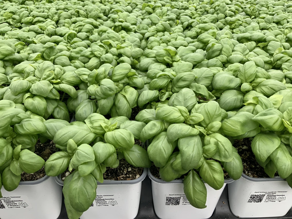 Sweet Basil