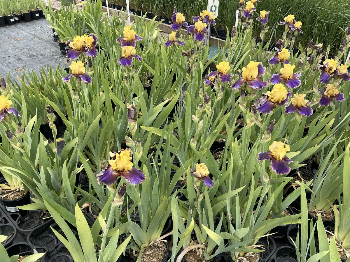 Bearded Iris
