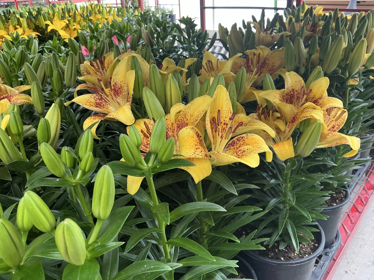 Lily