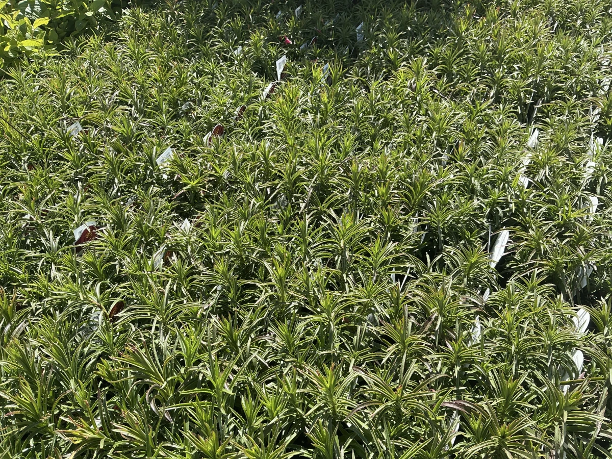 Beardtongue