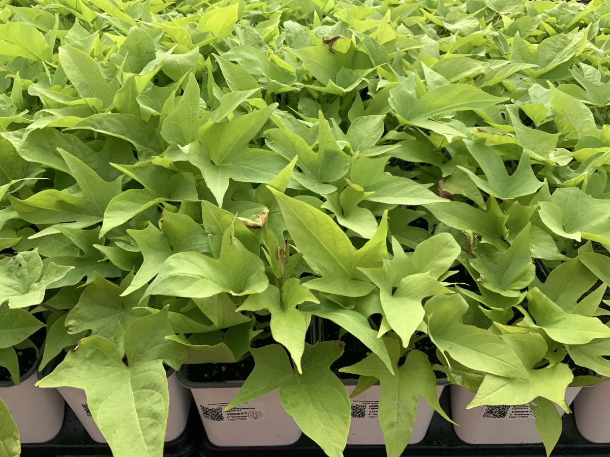 Sweet Potato Vine