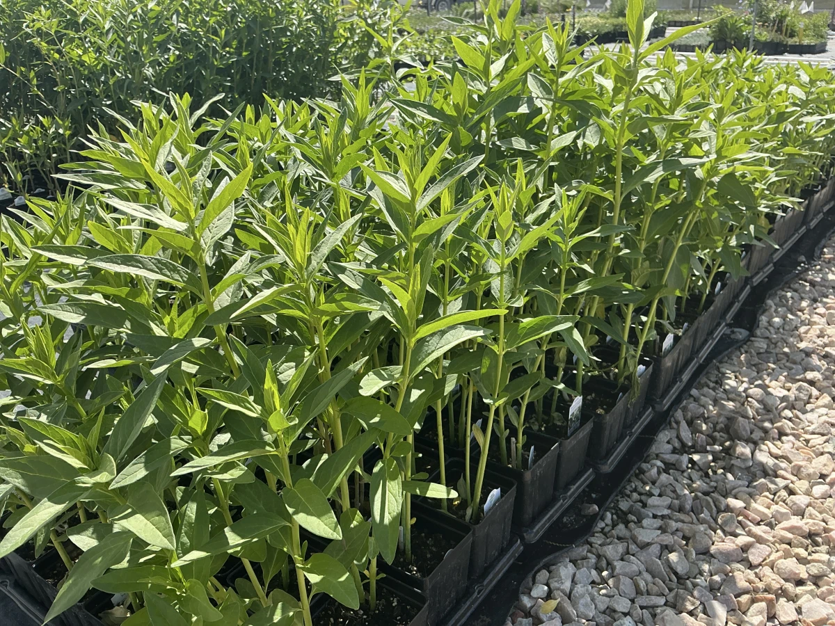 Swamp Milkweed