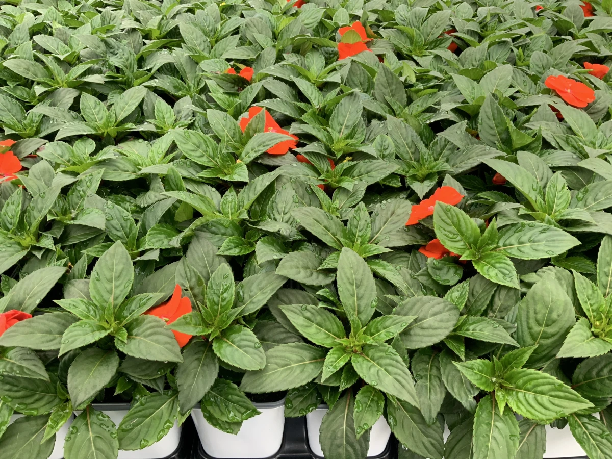 Interspecific Impatiens