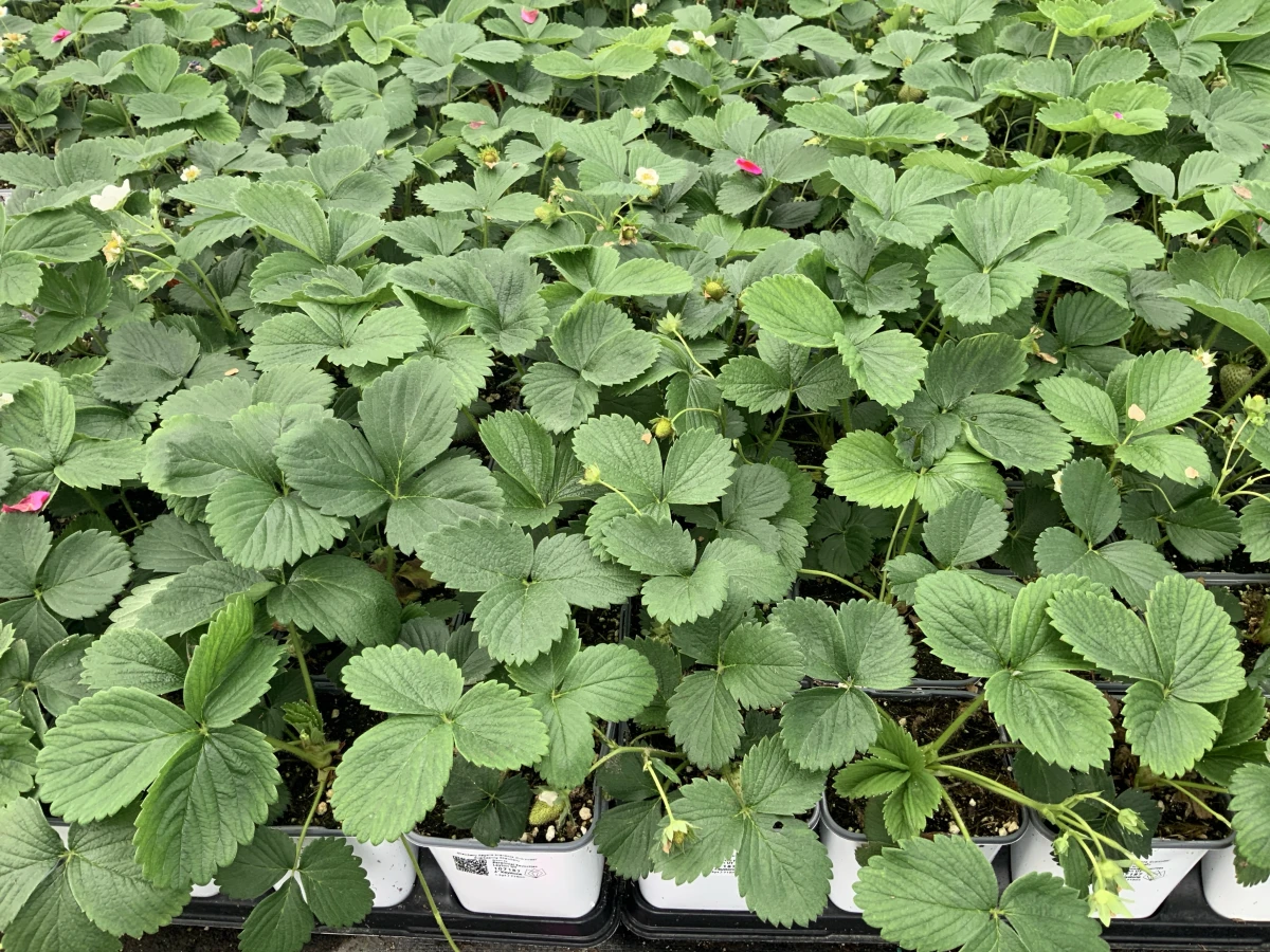 Everbearing Strawberry