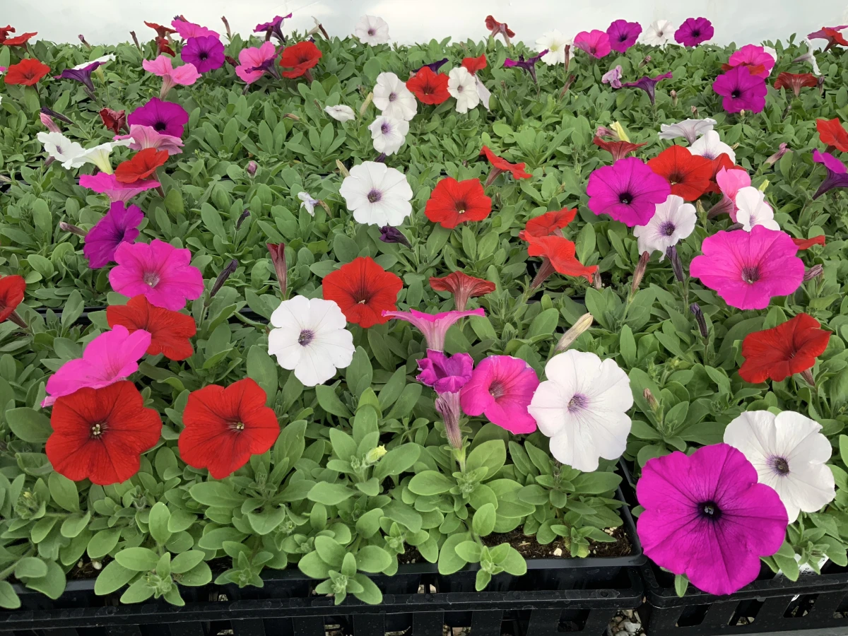 Spreading Petunia