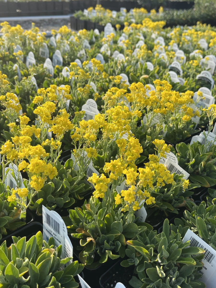 Basket of Gold