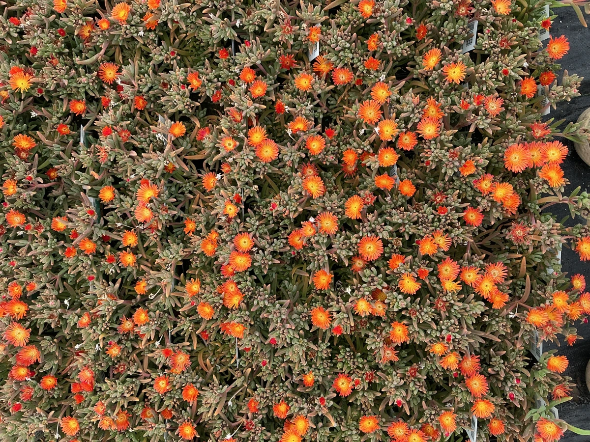Hardy Ice Plant
