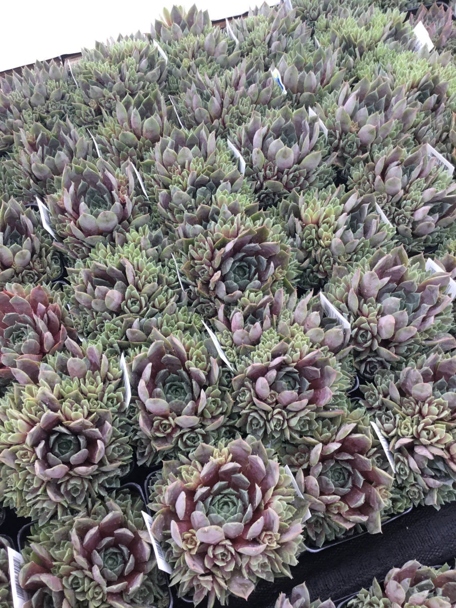 Hens and Chicks