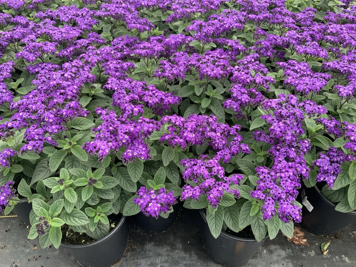 Heliotrope