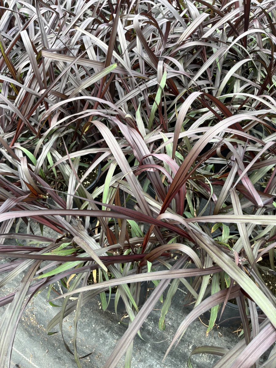 Ornamental Napier Grass