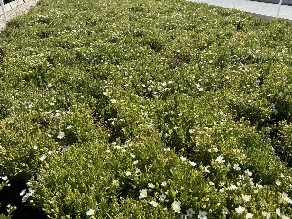 Sandwort