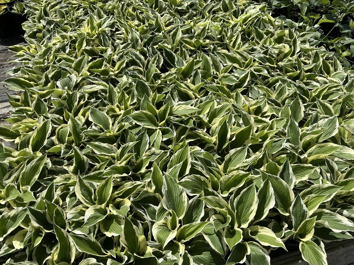 Plantain Lily
