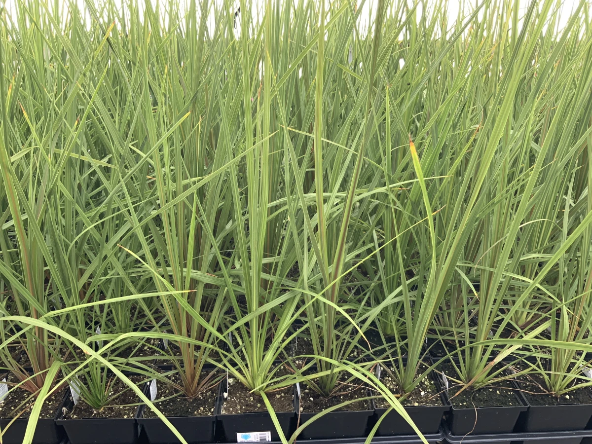 Green Spike
