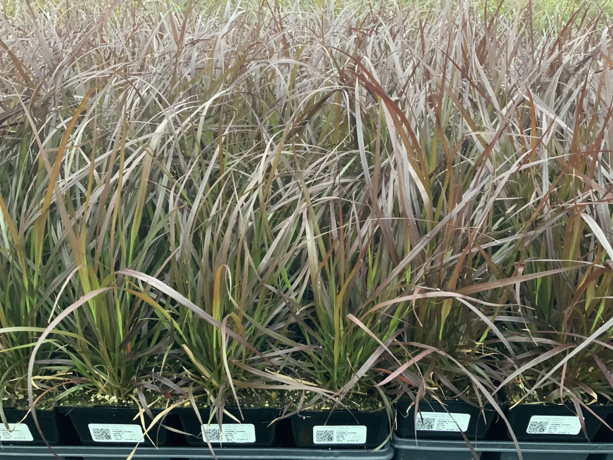 Purple Fountain Grass