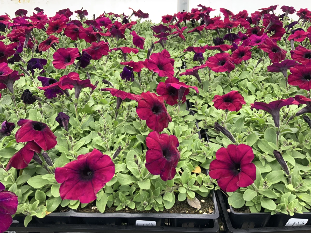 Spreading Petunia