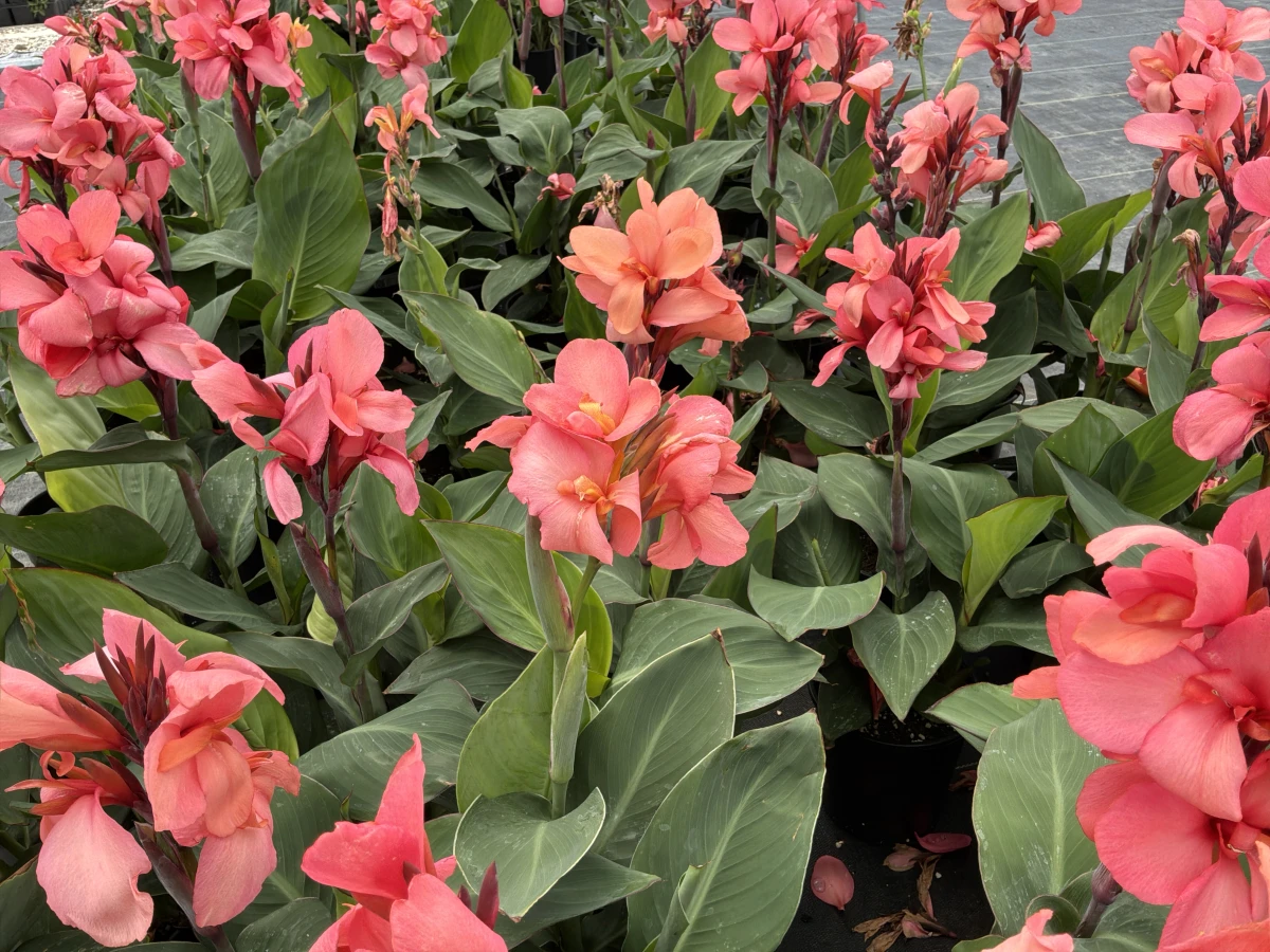 Canna Lily