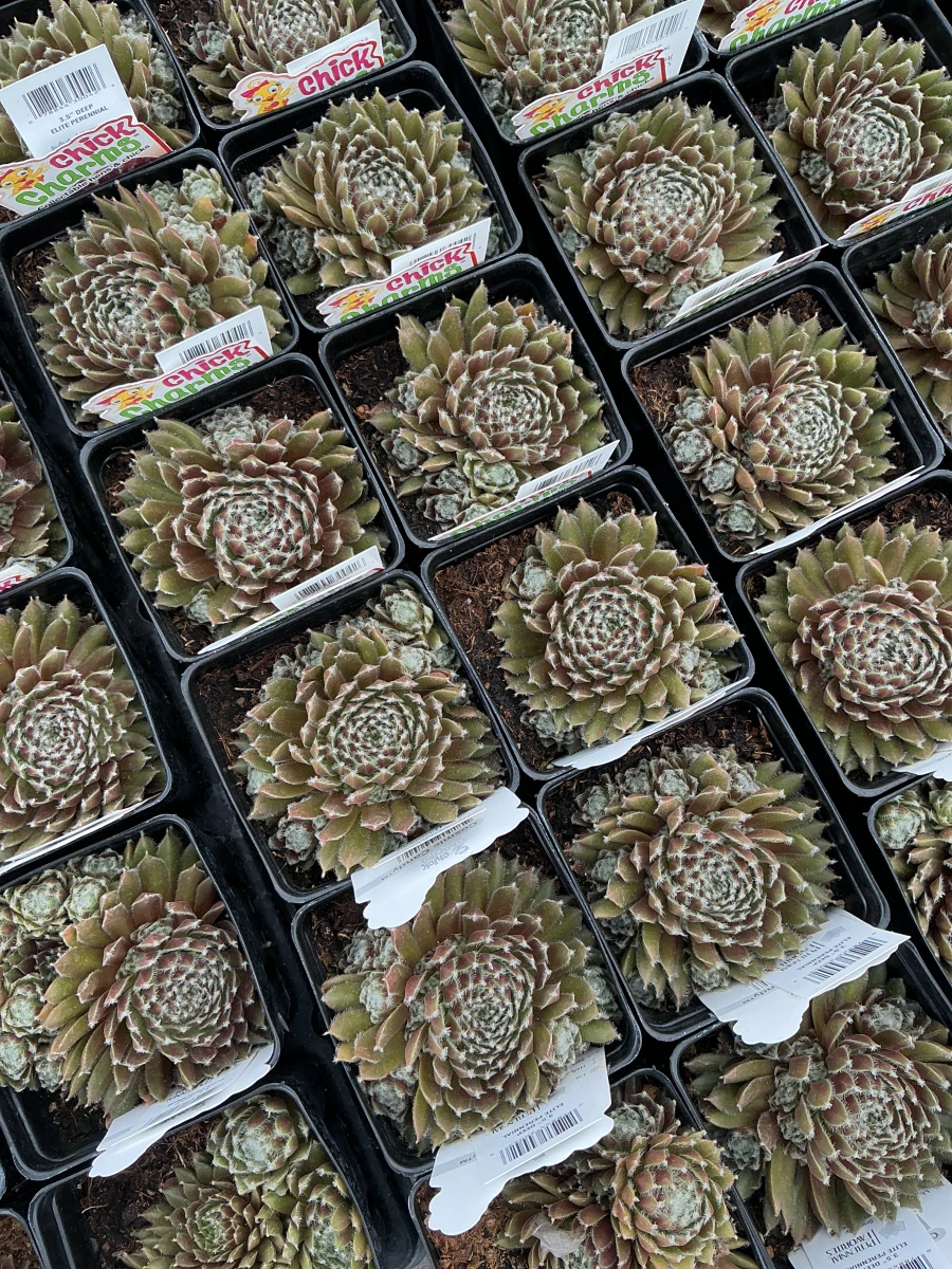 Hens and Chicks