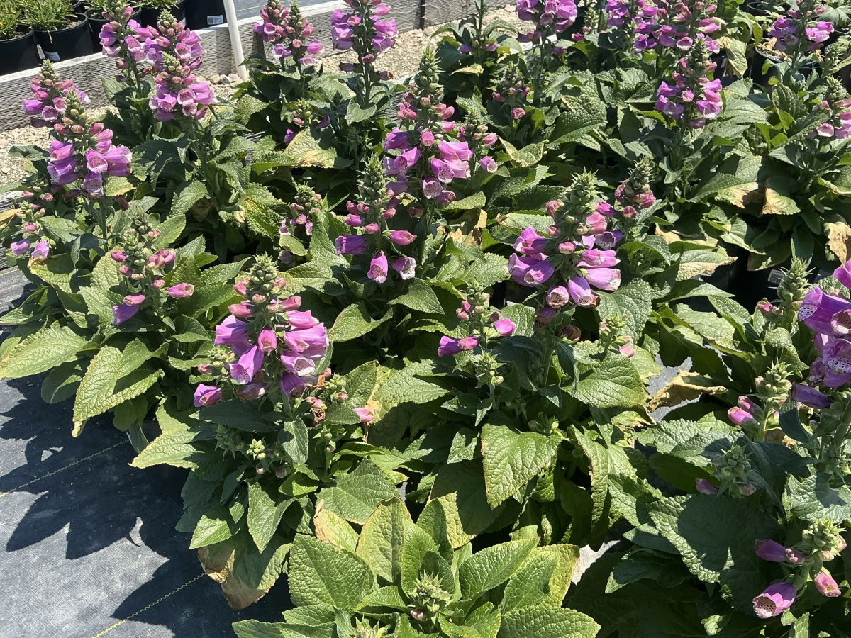 Foxglove
