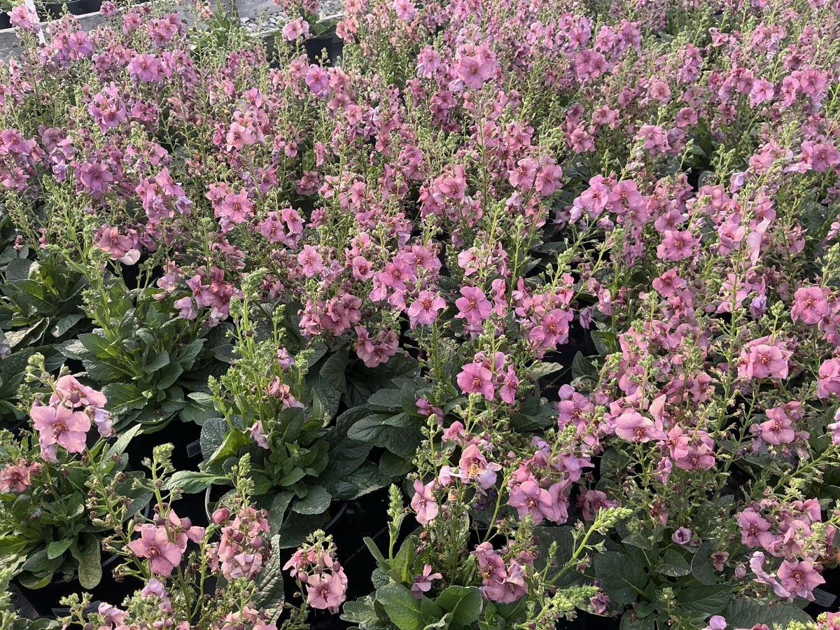 Mullein