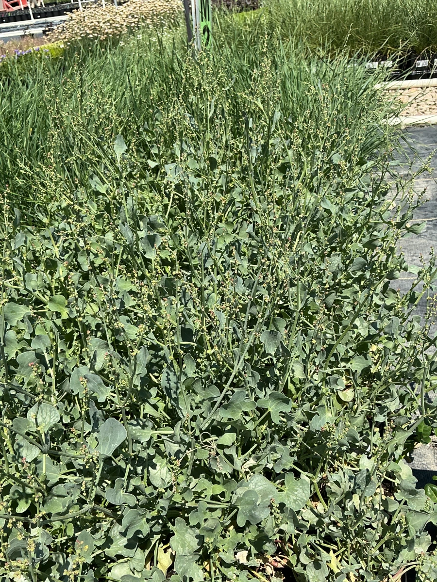 Silver Shield French Sorrel