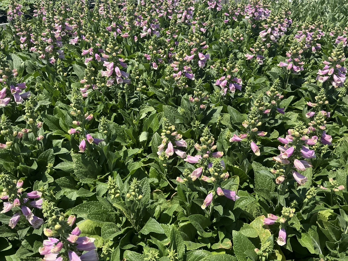 Foxglove