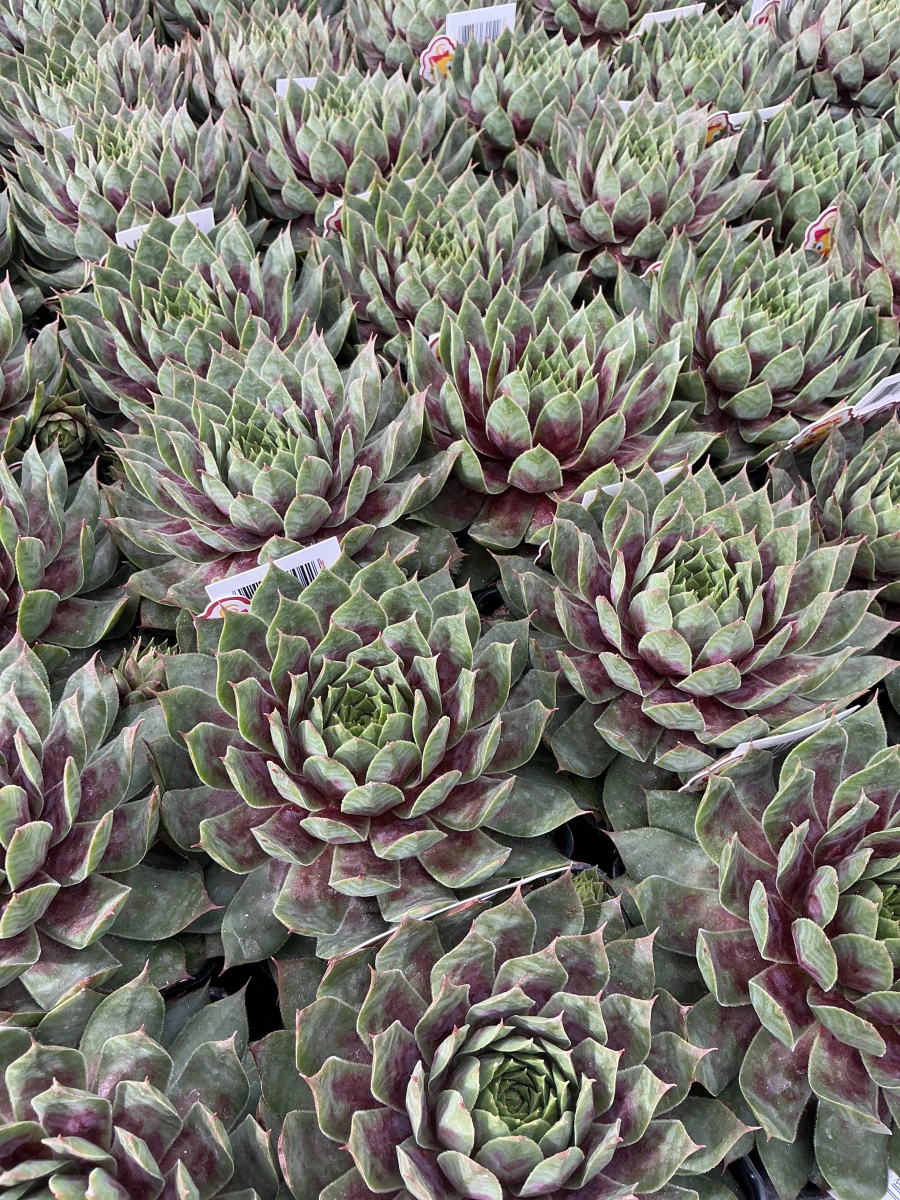 Hens and Chicks