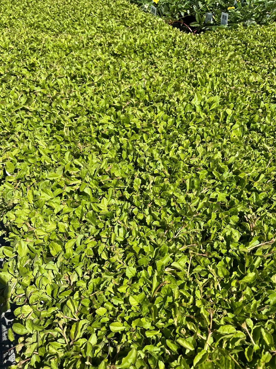 Creeping Mazus