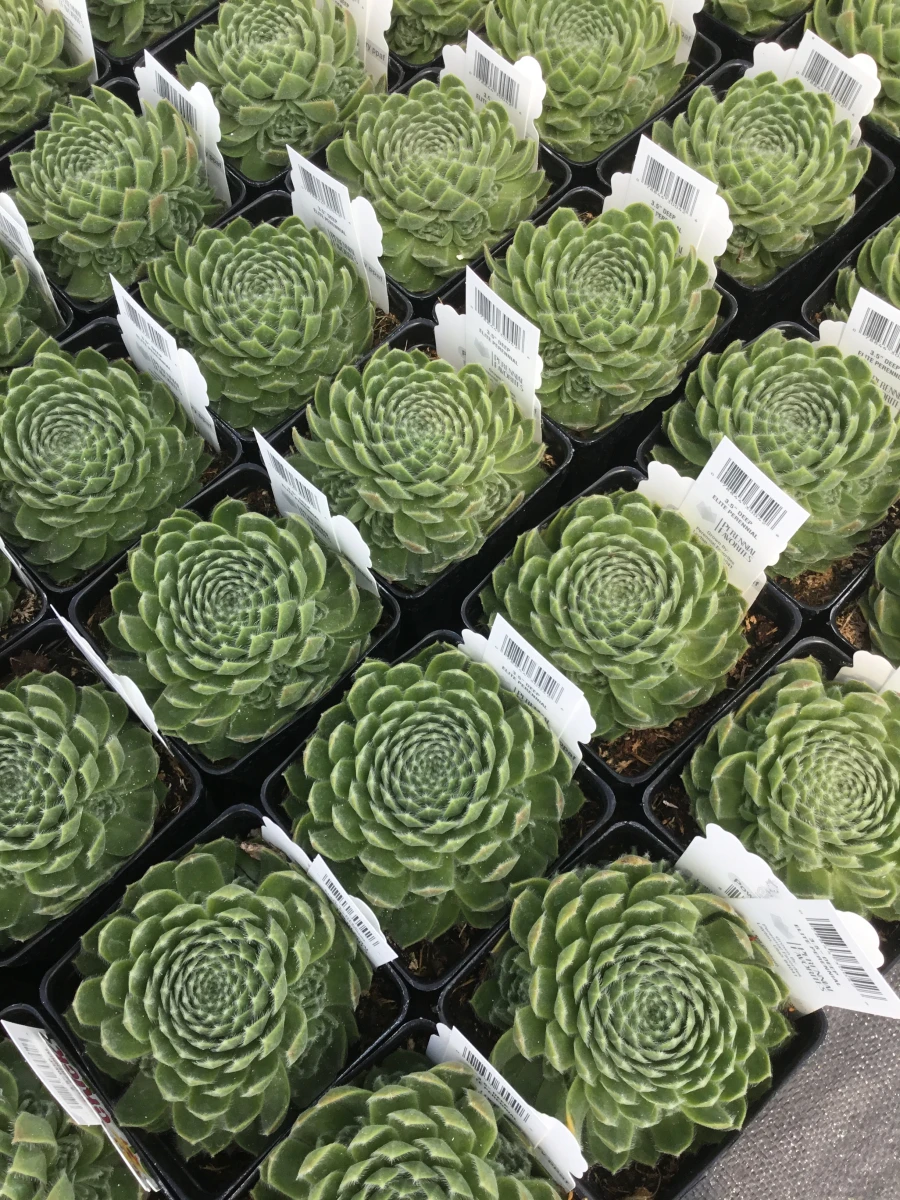 Hens and Chicks