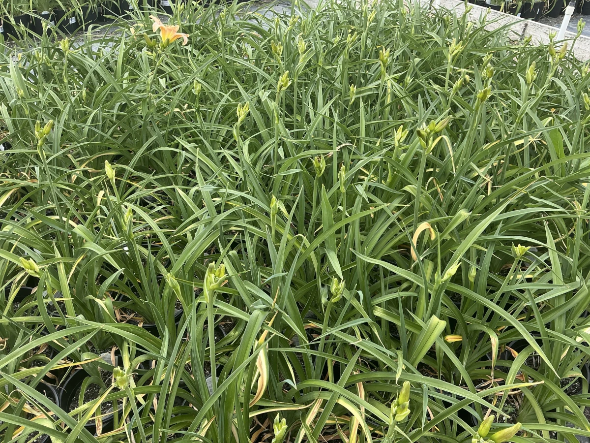 Daylily