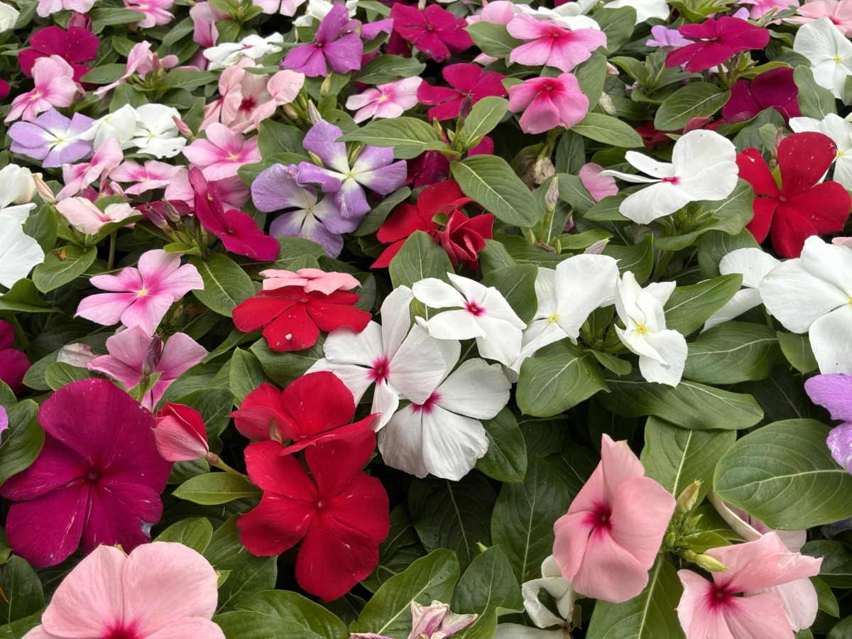 Madagascar Periwinkle