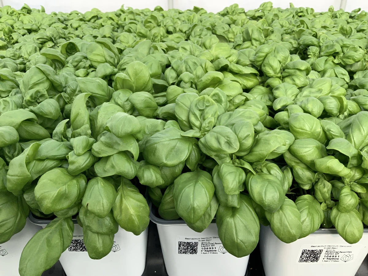 Sweet Basil