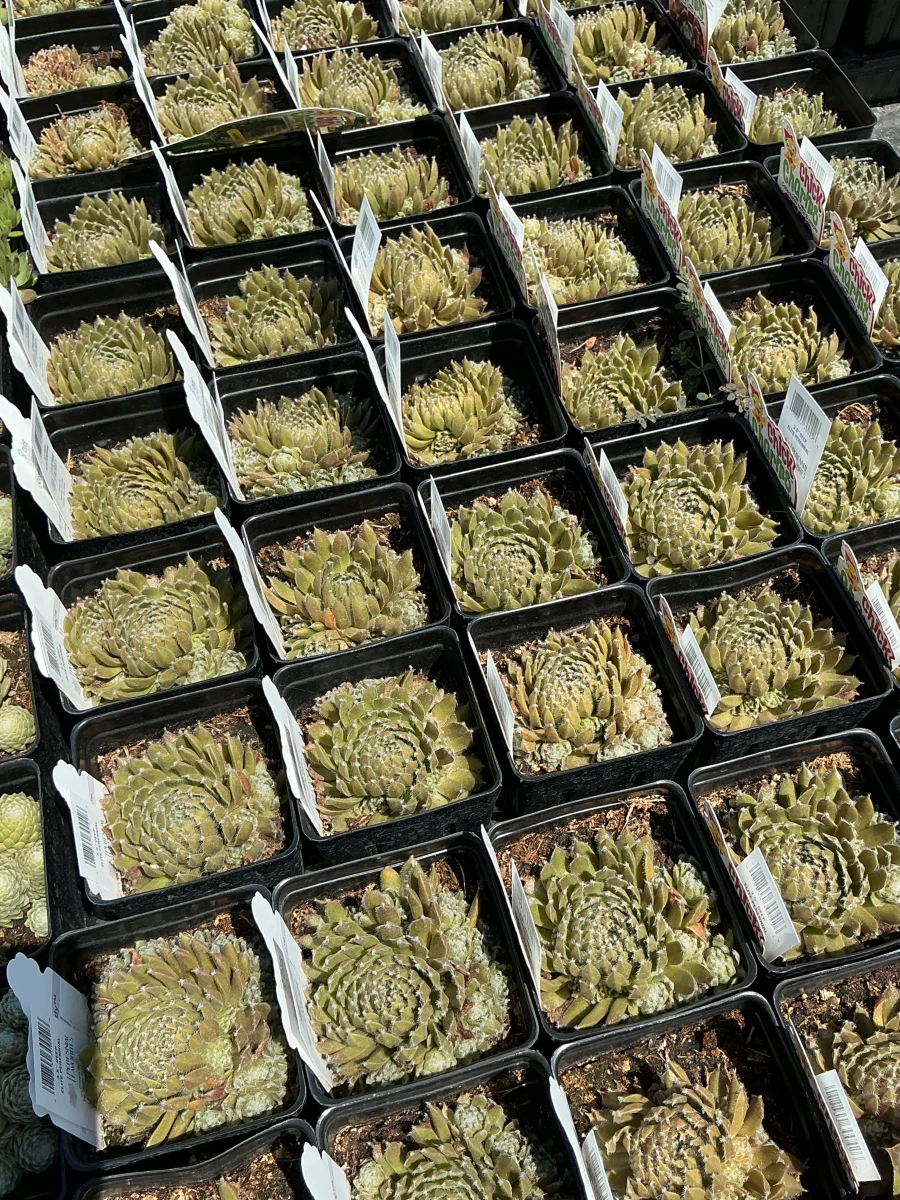 Hens and Chicks
