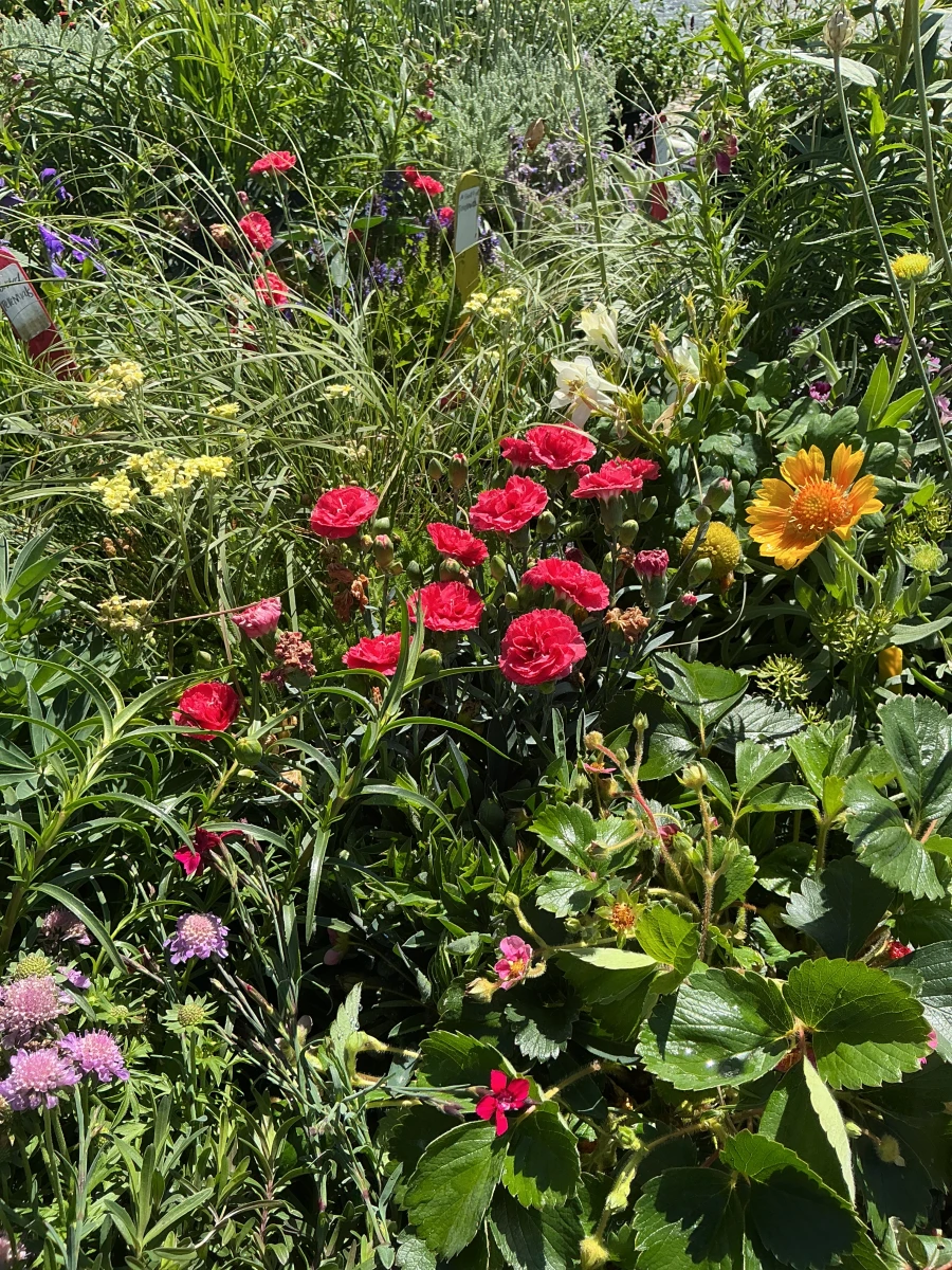 Perennials