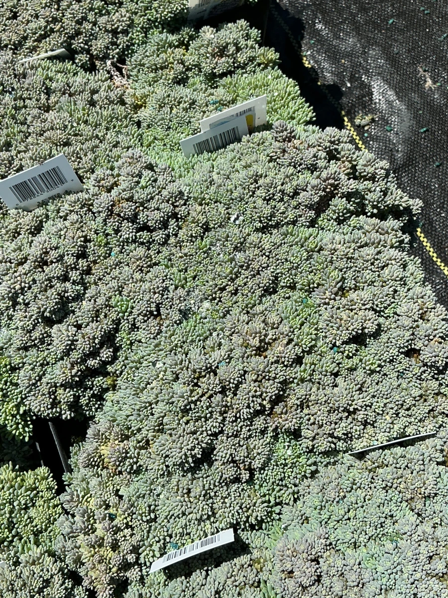 Stonecrop