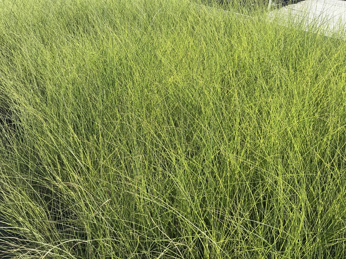 Maiden Grass