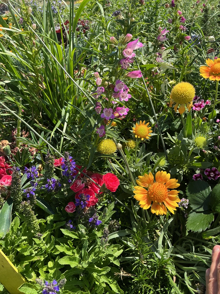 Perennials