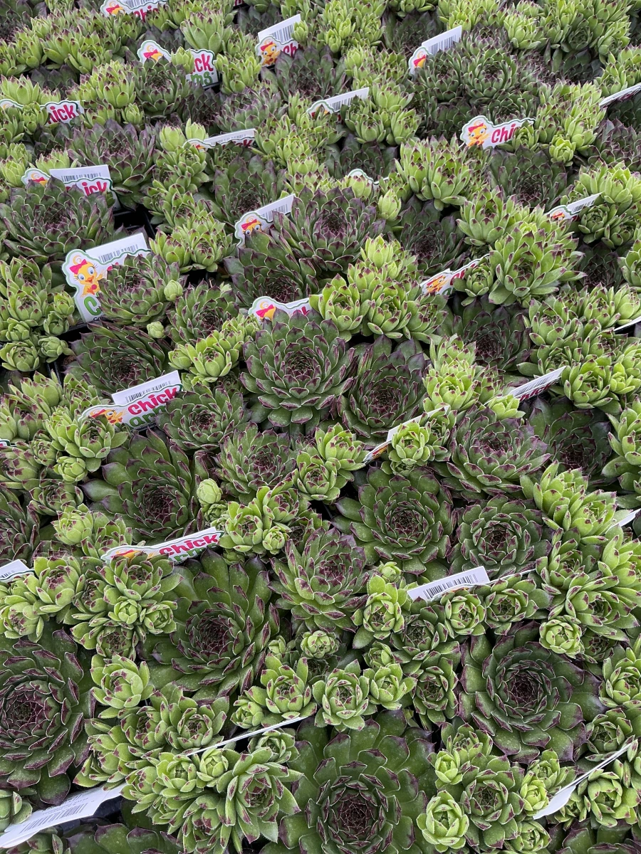 Hens and Chicks