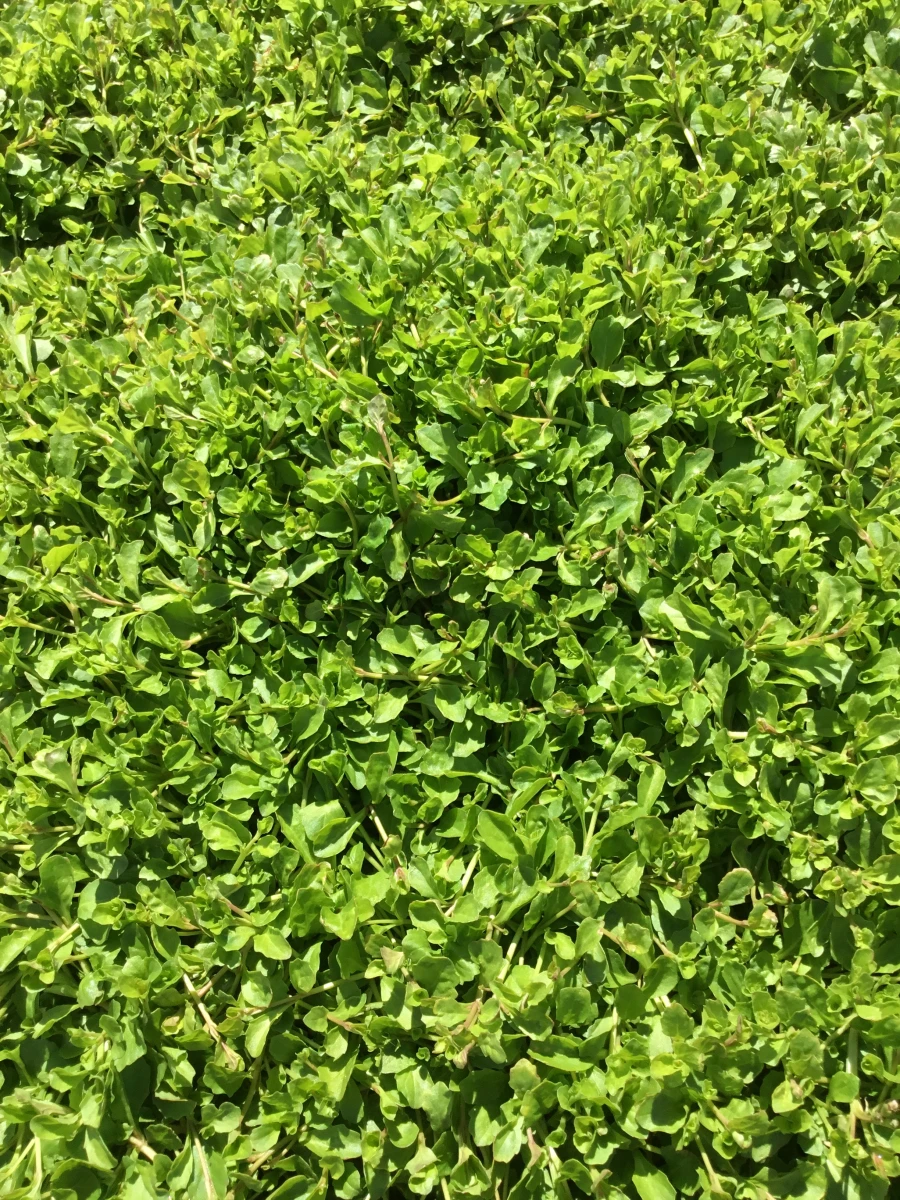 Creeping Mazus
