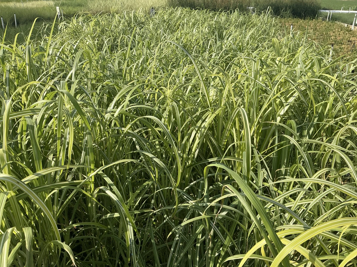 Maiden Grass, Japanese Silver Grass