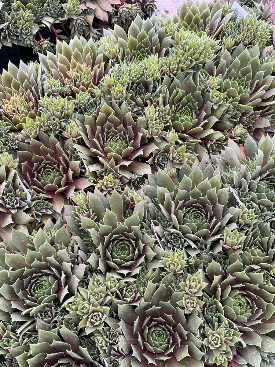 Hens and Chicks