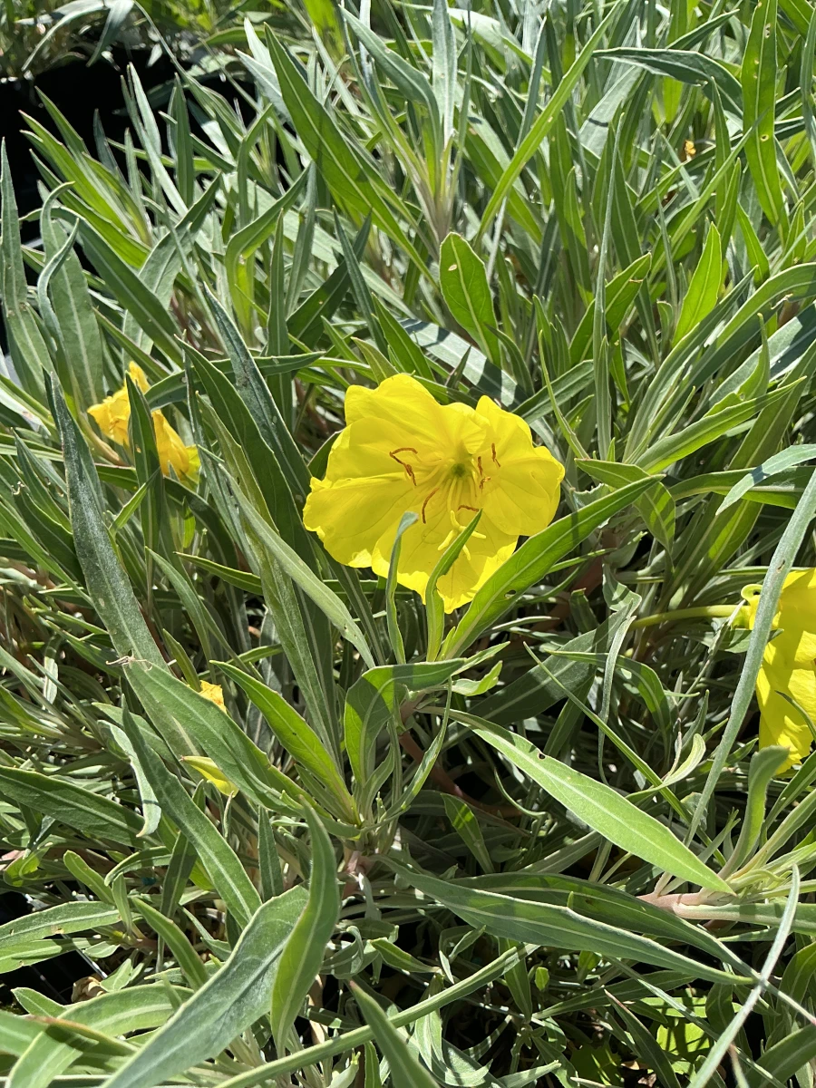 Missouri Evening Primrose, Sundrops