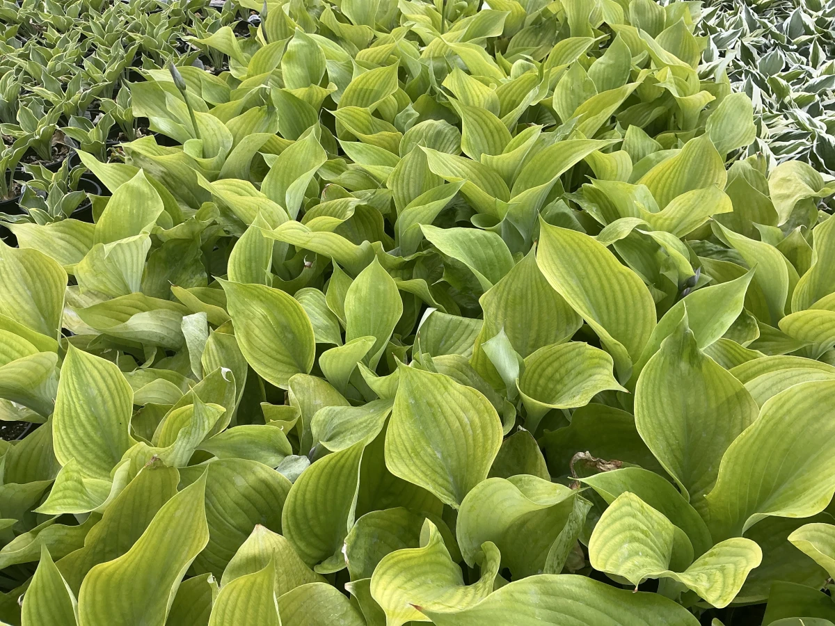 Plantain Lily