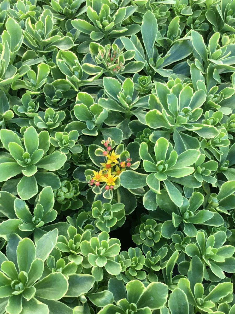 Russian Creeping Stonecrop
