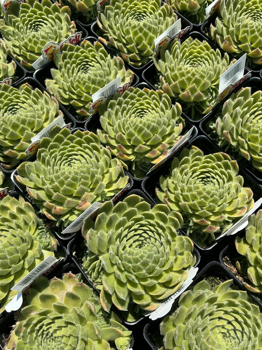 Hens and Chicks