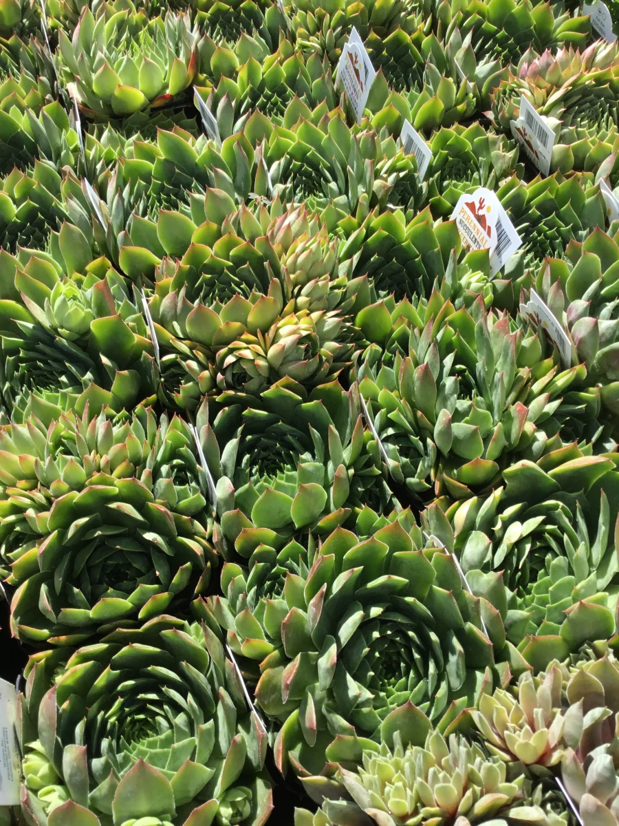 Hens and Chicks