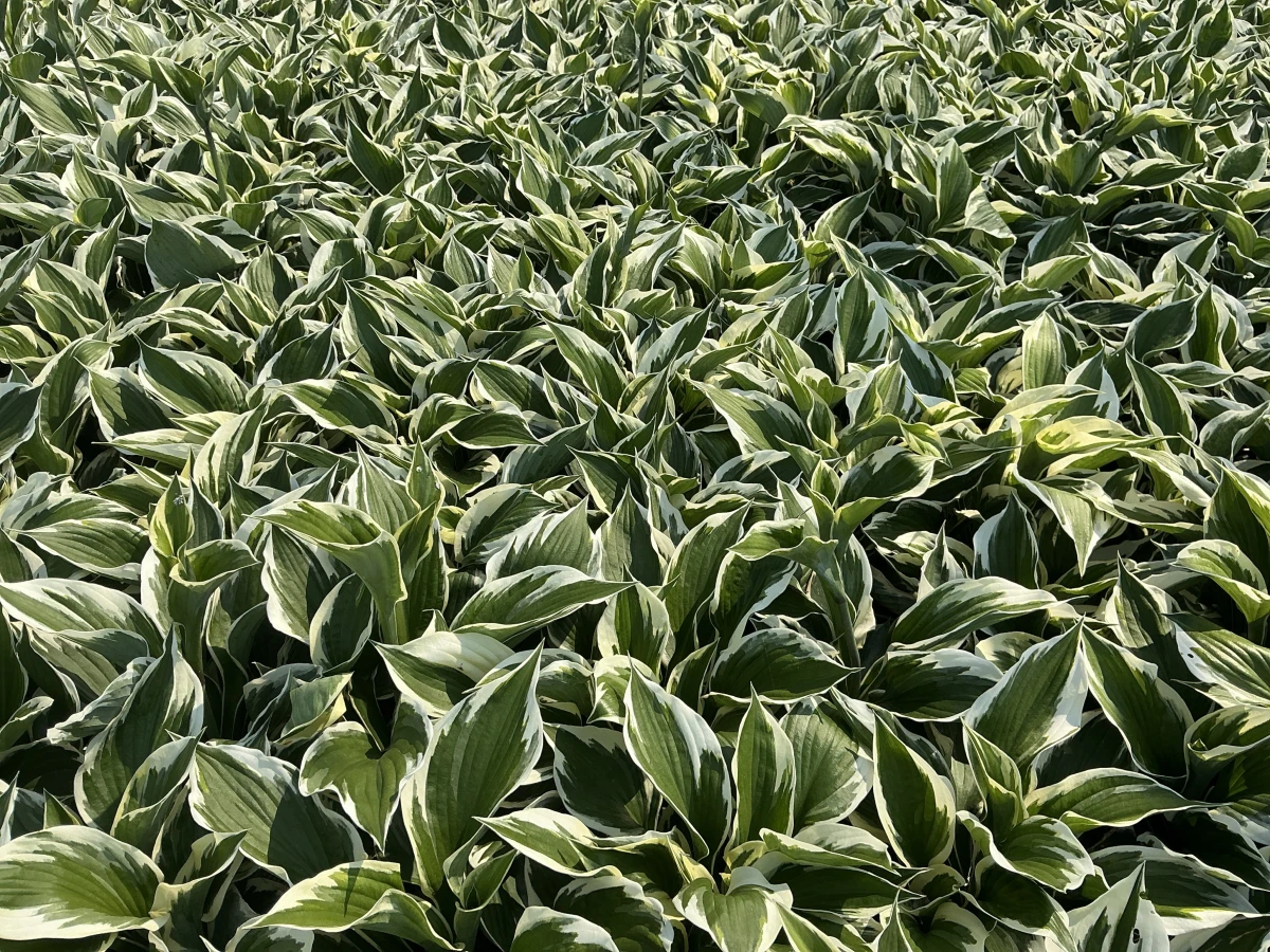 Plantain Lily