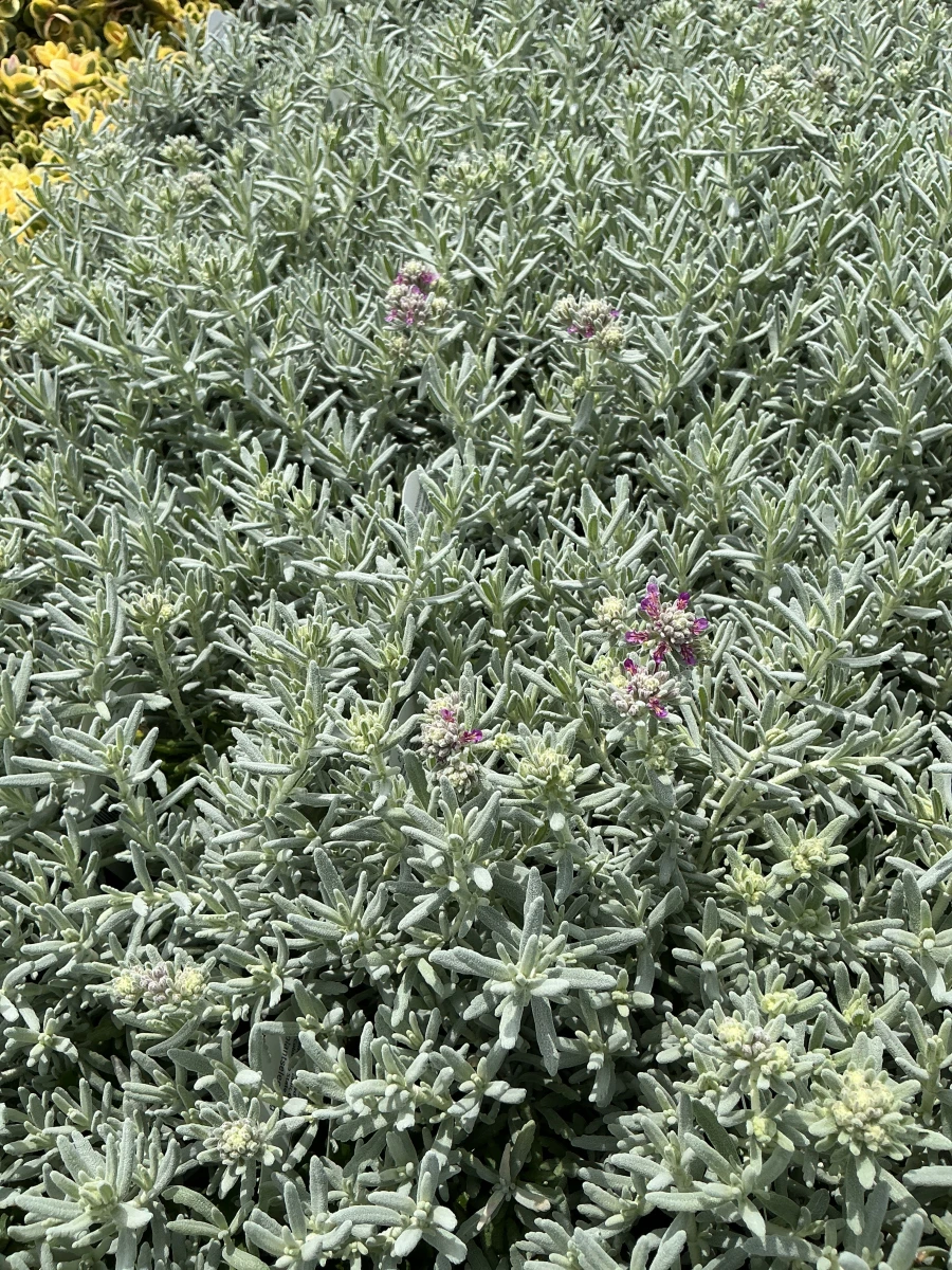 EVERSILVER™ Creeping Germander