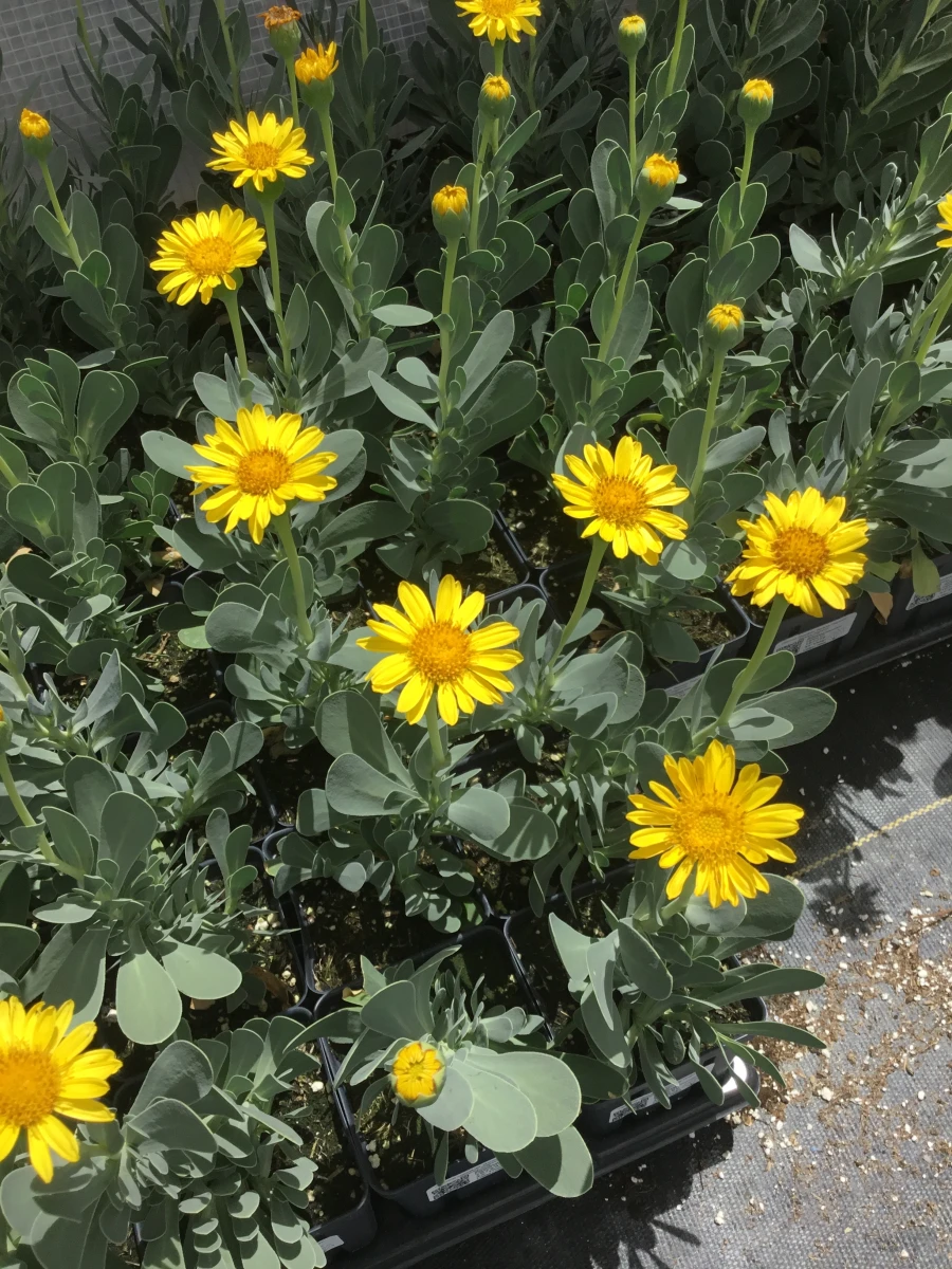 Barbary Ragwort