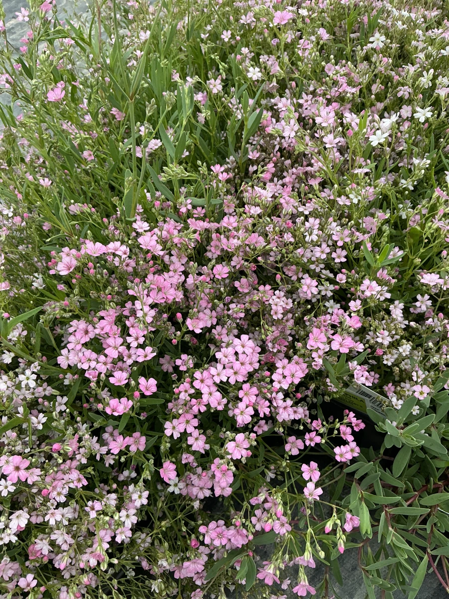 Creeping Baby's Breath